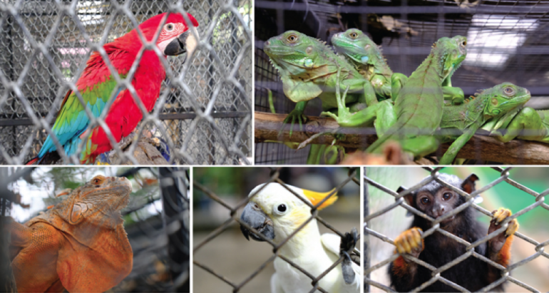 Online illegal wildlife trade: Species extinction at Internet speed - Cover Image